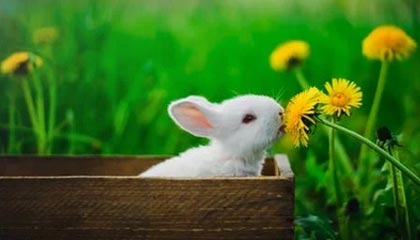 楼凤官方公测版